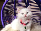 British Longhair Kar Beyazı Yavrular