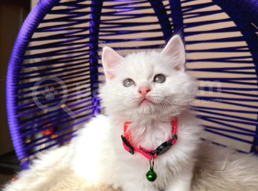 British Longhair Kar Beyazı Yavrular görsel