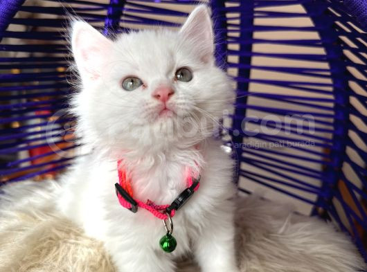 British Longhair Kar Beyazı Yavrular görsel