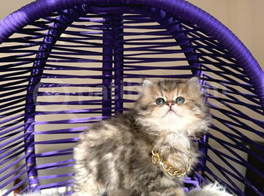 Eşsiz Güzellikte British Longhair Black Golden görsel