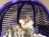 Eşsiz Güzellikte British Longhair Black Golden