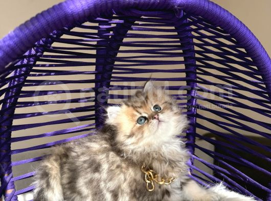 Eşsiz Güzellikte British Longhair Black Golden görsel