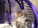Eşsiz Güzellikte British Longhair Black Golden