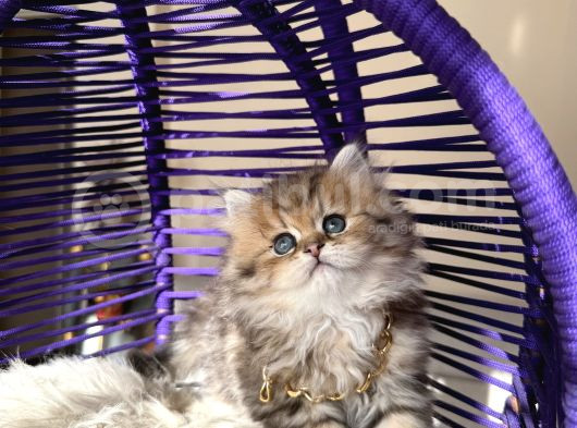 Eşsiz Güzellikte British Longhair Black Golden görsel
