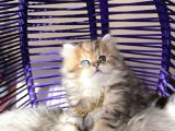 Eşsiz Güzellikte British Longhair Black Golden