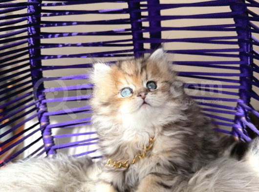 Eşsiz Güzellikte British Longhair Black Golden