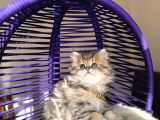 Eşsiz Güzellikte British Longhair Black Golden