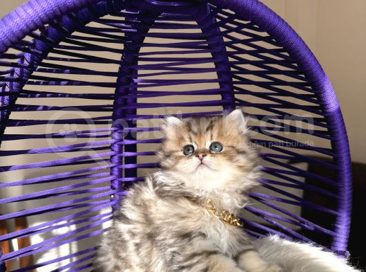 Eşsiz Güzellikte British Longhair Black Golden görsel