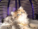 Eşsiz Güzellikte British Longhair Black Golden