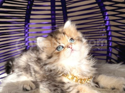 Eşsiz Güzellikte British Longhair Black Golden görsel