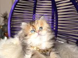 Eşsiz Güzellikte British Longhair Black Golden
