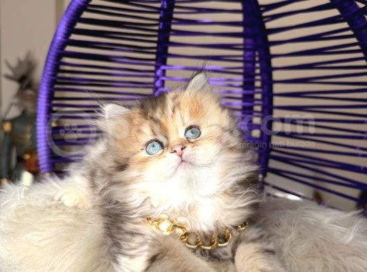 Eşsiz Güzellikte British Longhair Black Golden görsel
