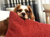 OSCAR - Cavalier King Charles Spaniel