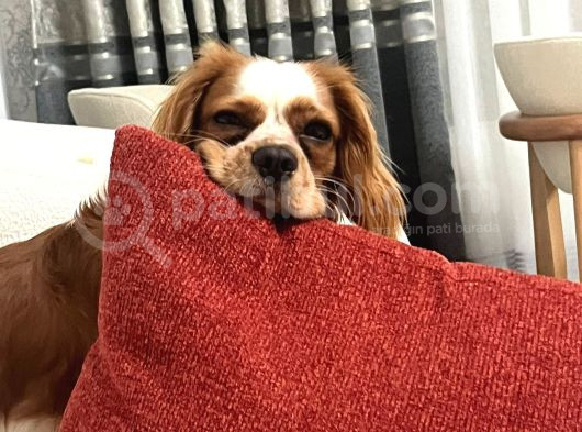Oscar - Cavalier King Charles Spaniel