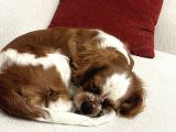 Oscar - Cavalier King Charles Spaniel