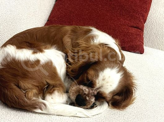 Oscar - Cavalier King Charles Spaniel görsel
