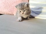 Oyuncu Kediler