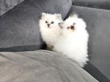 Aile Sıcaklığnda Büyüyen British Longhair Shorthair