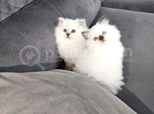 Aile Sıcaklığnda Büyüyen British Longhair Shorthair görsel