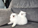 Aile Sıcaklığnda Büyüyen British Longhair Shorthair