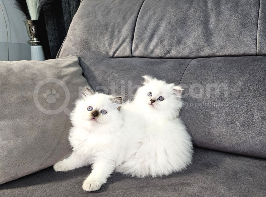 Aile Sıcaklığnda Büyüyen British Longhair Shorthair görsel