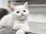 Aile Sıcaklığnda Büyüyen British Longhair Shorthair