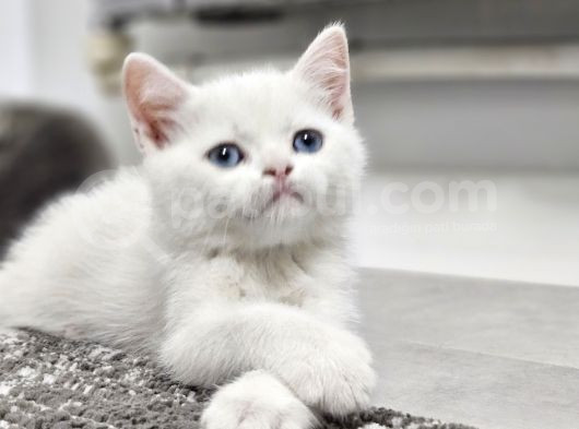 Aile Sıcaklığnda Büyüyen British Longhair Shorthair görsel