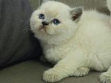 Aile Sıcaklığnda Büyüyen British Longhair Shorthair