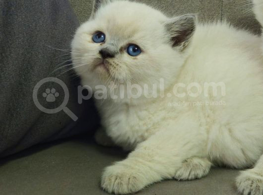 Aile Sıcaklığnda Büyüyen British Longhair Shorthair görsel