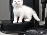 Aile Sıcaklığnda Büyüyen British Longhair Shorthair