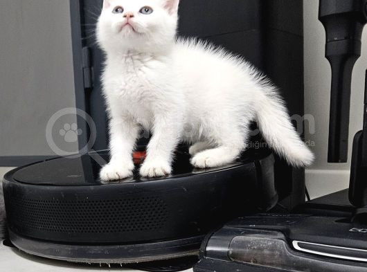 Aile Sıcaklığnda Büyüyen British Longhair Shorthair görsel