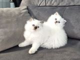 Aile Sıcaklığnda Büyüyen British Longhair Shorthair