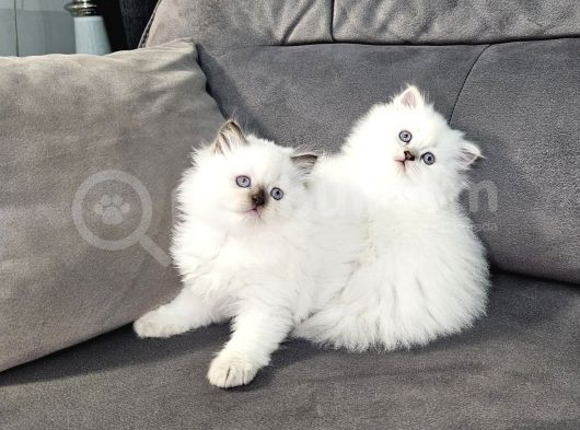 Aile Sıcaklığnda Büyüyen British Longhair Shorthair görsel