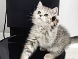 Aile Sıcaklığnda Büyüyen British Longhair Shorthair