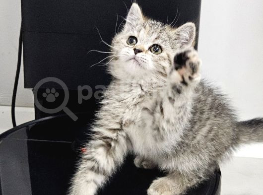 Aile Sıcaklığnda Büyüyen British Longhair Shorthair görsel