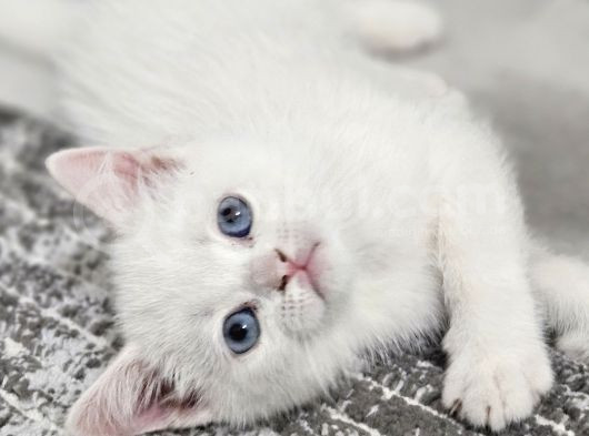 Aile Sıcaklığnda Büyüyen British Longhair Shorthair görsel
