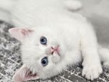 Aile Sıcaklığnda Büyüyen British Longhair Shorthair