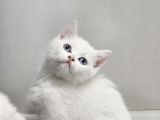 Aile Sıcaklığnda Büyüyen British Longhair Shorthair