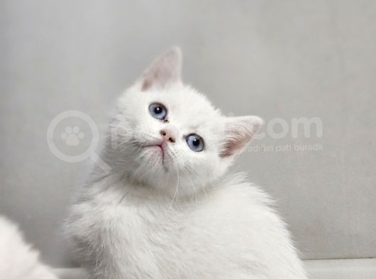 Aile Sıcaklığnda Büyüyen British Longhair Shorthair görsel