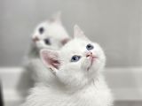 Aile Sıcaklığnda Büyüyen British Longhair Shorthair
