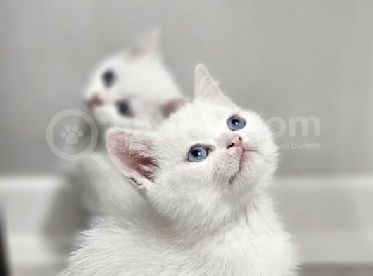 Aile Sıcaklığnda Büyüyen British Longhair Shorthair görsel