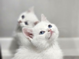 Aile sıcaklığnda büyüyen british longhair shorthair