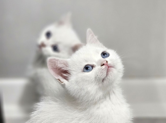 Aile Sıcaklığnda Büyüyen British Longhair Shorthair