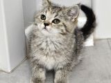 Aile Sıcaklığnda Büyüyen British Longhair Shorthair
