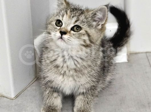 Aile Sıcaklığnda Büyüyen British Longhair Shorthair görsel
