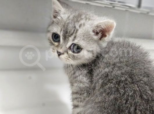 Aile Sıcaklığnda Büyüyen British Longhair Shorthair görsel