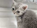 Aile Sıcaklığnda Büyüyen British Longhair Shorthair