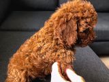 Erkek-Toy Poodle Ünlü Teddyni̇n Oğlu