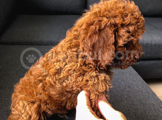 Erkek-Toy Poodle Ünlü Teddyni̇n Oğlu görsel