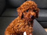ERKEK-TOY POODLE ÜNLÜ TEDDYNİN OĞLU